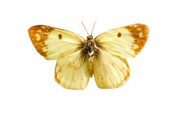 Beyaz arka planda, erkek solgun sarı bulutlu kelebek (Colias hyale) izole edildi. Kırpma yolu ile nesne.