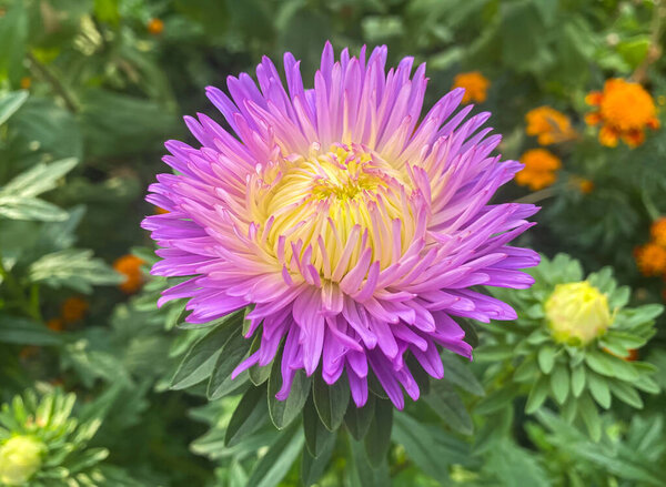 Фиолетовый и желтый Астер в саду. Цветущий Callistephus chinensis. Пышный свежий цветок Маджента Астер растет в клумбе.