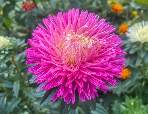 Φωτεινό Ροζ Aster Στο Φθινόπωρο Κήπο Ανθισμένος Καλλίστεφος Τσινένσις Λεπτό — Φωτογραφία Αρχείου