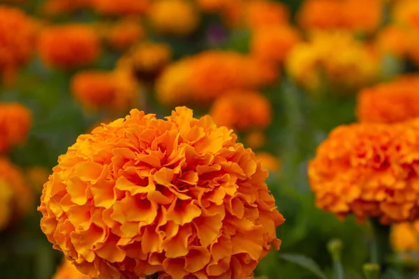 Πολλά Όμορφα Πορτοκαλί Λουλούδια Στον Κήπο Θολή Φόντο Μεξικάνικο Αζτέκο — Φωτογραφία Αρχείου