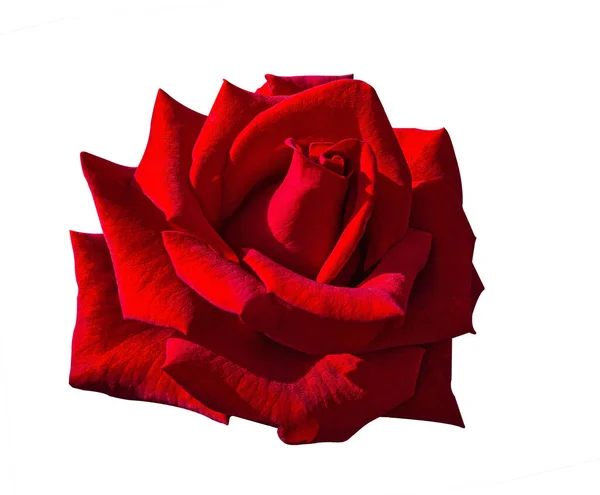 Pączek Ciemnej Róży Odizolowany Białym Tle Piękna Czerwona Szczegółowa Róża — Zdjęcie stockowe