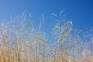 Sarı Johnsongrass veya Sorghum halepense, Sonbaharda mavi gökyüzünün üzerindeki çayırda Sudan otu.