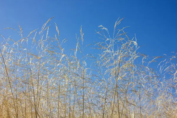 Hierba Amarilla Johnsongrass Sorghum Halepense Hierba Sudán Prado Sobre Cielo — Foto de Stock