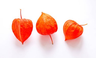 Beyaz arka planda üç portakal çiçeği izole edilmiş. Bezelye Burnu ya da Physalis Macro shot 'ı..