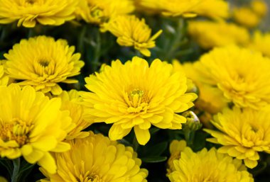 Taze, parlak sarı kasımpatılar. Sarı Kasımpatı olan güzel bir tebrik kartı için arka plan. Bahçede sonbahar çiçekleri. Çiçekli sarı kasımpatılar, yakın plan.