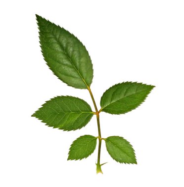 Beyaz üzerinde yeşil gül yaprakları. Gül dalı kırpma yolu ile beyaz arkaplanda izole.