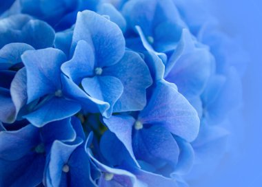 Mavi Ortanca (Hydrangea makrophylla) veya mavi ile mor arasında değişen hafif renk varyasyonlarıyla Hortensiya çiçeği. Yumuşak rüya hissi için sığ alan derinliği.