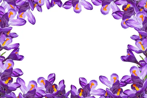 Cadre Crocus Violets Sur Fond Blanc Avec Espace Pour Texte — Photo