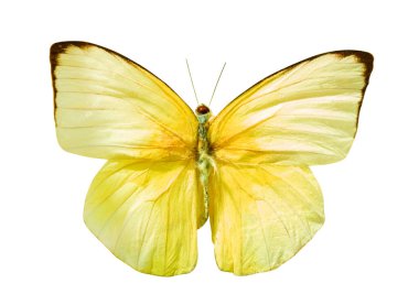 Sarı ve beyaz kelebek, Lemon Göçmen Kelebeği (Catopsilia pomona), beyaz arka planda izole edilmiştir. Kırpma maskesi ile nesne.