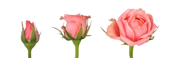 Etapas Florecientes Rosa Rosa Aislada Sobre Fondo Blanco Conjunto Varias — Foto de Stock