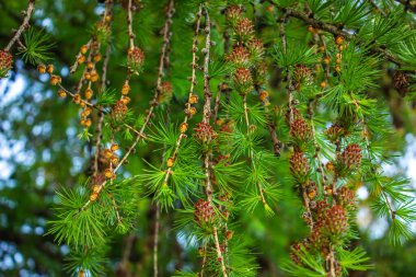 Larch tree fresh pink cones blossom at spring nature background. Branches with young needles European larch Larix decidua with flowers. clipart