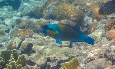Tropikal mercan resifinde renkli papağan balığı (Chlorurus sordidus). Canlı balık ve mercanlar, sağlıklı mercan resiflerinde şnorkelle yüzmekten sualtı fotoğrafçılığı. Deniz yaşamı.