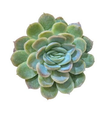 Yeşil Succulent bitkisi (Echeveria Orion), üst görünümü kırpma maskesiyle beyaz zemin üzerinde izole edilmiştir. Beyaz arkaplanda Echeveria Orion 'un taze yaprakları.