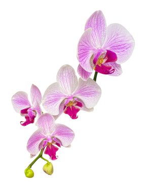 Beyaz arka planda izole edilmiş güzel pembe ve beyaz Phalaenopsis Orkidesi dalları. Beyaz ve pembe orkide falanopsis çiçekleri beyaz arka planda kırpma yolu ile izole edilmiş dalda.