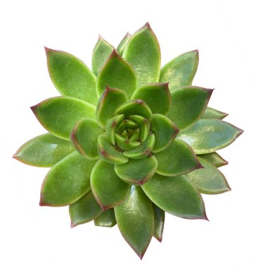 Sulu bitki üst görüntüsü, beyaz arkaplanda izole. Echeveria agave bitkisi kırpma maskesiyle beyaz arkaplanda izole edildi.
