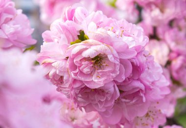 Çiçek açan Sakura ağacının yemyeşil dalları bulanık arkaplanda Japon kirazından pembe çifte çiçekler. Bahar çiçeği arkaplanı. Çiçek açan ağaç. Sakura dalları sık sık çiçeklerle doludur..