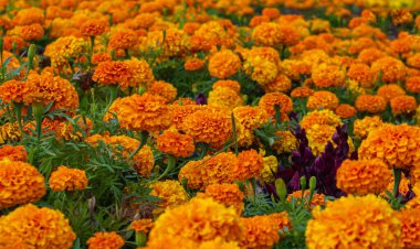 Bahçede canlı turuncu Fransız kadife çiçeği (Tagetes patula). Renkli çiçek arka planı. Kadife çiçekleri Karışık Renk.