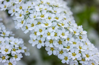 Bahar arkaplanı Beyaz Spirea Inflorescences kapanıyor. Çalılıklardaki Beyaz Spirea çiçeklerine odaklan.