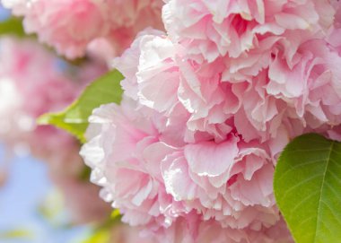 Çiçeklerin bulanık arka planına karşı bir dalda kadife Sakura çiçekleri. Sakura çiçekleri bir ağaç dalına yaklaşır. Bahar bayrağı, kiraz dalları açık havada mavi gökyüzüne karşı çiçek açıyor..