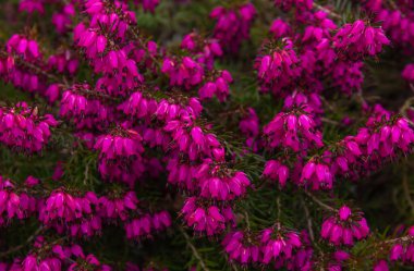 Her zaman yeşil olan Mor Erica Carnea (bahar Alp Dağları) çiçekleri. Çiçekli Erica Carnea pembe bitki arka planı seçici bir odak ile yakın plan.