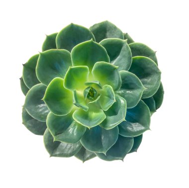 Parlak Yeşil Echeveria Succulent Plant üst görünümü kırpma yolu ile beyaz arkaplanda izole. Parlak yeşil bir echeveria sulu bitkisinin yakın görüntüsü.