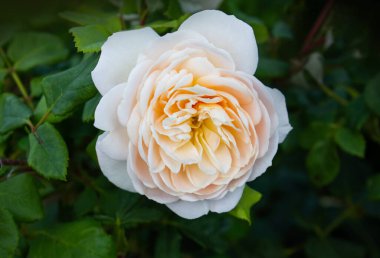 Açık pembe ve şeftali renginde bir bahçede İngiliz Rose Juliet çiçeği. Kartpostallar, selamlar, davetiyeler, posterler, düğün ve doğum günü dekorasyonu için fikir.