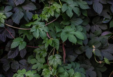 Humulus lupulus 'un yeşil yaprakları. Sıçrama arka planda. Humulus lupulus çalısı yapraklarla ve tırmanma dallarıyla.