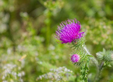 Pembe kutsanmış süt devedikeni çiçeği, fotokopi alanı ile kapatın. Silybum marianum bitkisel ilaç, Saint Mary 's Thistle, Marian Scotch thistle, Mary Thistle, Cardus marianus bloom.