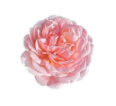 Rosa Centifolia, Provence gülü, lahana ya da okka gülü. Pembe çiçek açarak yükseldi. Güzel bir çiçek açan Rosa santifolia beyaz arka planda kırpma yolu ile izole edilmiş..