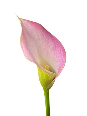 Pembe zambak çiçeği (Zantedeschia Rehmannii) kırpma maskesiyle beyaz bir arka planda izole edilmiştir..