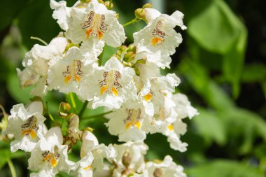 Hindistan fasulye ağacının çiçekleri Catalpa bignonioides 'in Macro fotoğrafı, yakın plan. Katalpa bignonioides tahrip edici süs ağacı, beyaz sigara ağacı çiçekleri, tomurcukları ve kopyalanmış yeşil yapraklarla dolu dallar..