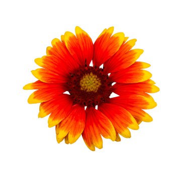 Gaillardia Pulchella flower isolated on white background. Design element, Top view, flat lay. Gaillardia pulchella or Indian blanket, sundance flower, sunflower family. clipart