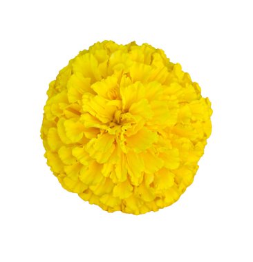 Sarı kadife çiçeği, Tagetes ereksiyon, Meksika kadife çiçeği, Aztek kadife çiçeği, beyaz arka planda izole edilmiş Afrika kadife çiçeği..