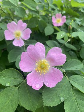 Yağmurdan sonra pembe gül çiçeği. Çiçek açan gül çiçeği, yağmurdan sonra çalıların üzerine damlayan güzel pembe çiçek. Çiçek açan yeşilliğin güzel doğal arka planı.