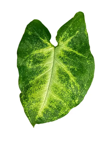 stock image Green Syngonium Podophyllum or arrowhead vine, arrowhead plant Leaf Isolated on white background. Syngonium tropical plant leaf isolated on white background.