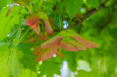 Ağaçtaki akçaağaç çekirdeklerine yakın çekim. Sonbahar Akçaağaç Tohumları arka planı.