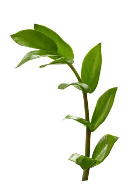 Zanzibar mücevheri (Zamioculcas zamiifolia) beyaz arka planda izole edilmiş bir daldır. Beyaz arkaplanda izole edilmiş saptaki yeşil yaprakları kapat.