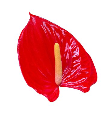 Red Anthurium flower head isolated on white background. Red Anthurium flower, aka tail flower, flamingo, laceleaf flower and painter's palette, heart-shaped and air-purifying blossom with clipping path. clipart