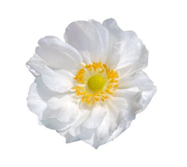 Beyaz Anemone Japon Çiçeği kafası beyaz arka planda izole edildi. Anemone çiçeği, kırpma yolu ile kapat.