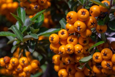 Sonbahar bahçesinde yakın plan Orange Berry Pyracantha Coccinea. Dar yapraklı portakal meyveleri. Dikenli, dikenli, her zaman yeşil, Rosaceae ailesinden..