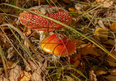 Amanita muscaria ya da agarik kırmızı ve beyaz benekli zehirli zehirli mantar. Sonbahar mevsimi ormanlarında bir grup mantar..