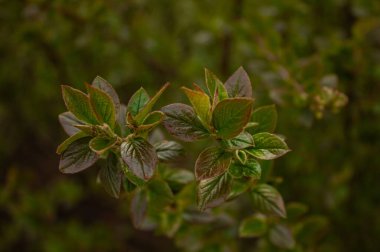 Genç Yeşil Yapraklar 'ın yakın plan doğa görüntüsü, yeşil doğa arka planı. Cotoneaster lucidus arkaplanı.