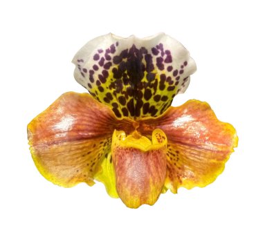 Beyaz arkaplanda Paphiopedilum Orkidesinin yakın görüntüsü izole edildi. Kadının terlik orkidesi. Orkide çiçeği izole edilmiş. Kırpma yolu ile tasarım ögesi.