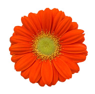 Gerbera 'nın turuncu çiçeği kesme yolu olan beyaz arka planda izole edilmiş. Kartlar, davetiyeler, posterler için çiçek tasarımı ögesi.