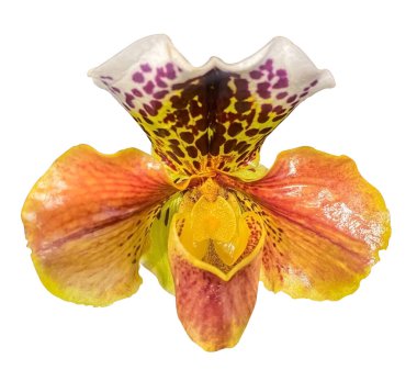 Lady Slipper Orchid türünün taze çiçeğinin yakından görüntüsü beyaz arka planda izole edilmiş Paphiopedilum melezi. Kırpma yolu ile tasarım ögesi.