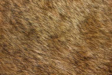 Kedi kürkü dokusu, arka plan için yakın plan fotoğrafı. Kahverengi kedi kürkü dokusu arka planı. Hayvan tüyü arka planı.