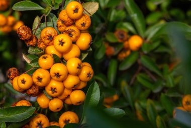 Sonbahar bahçesinde sarı renkli Pyracantha Coccinea demetleri. Dar yapraklı ocak dikenli, dikenli yeşil, Rosaceae ailesinden portakal meyveleri..