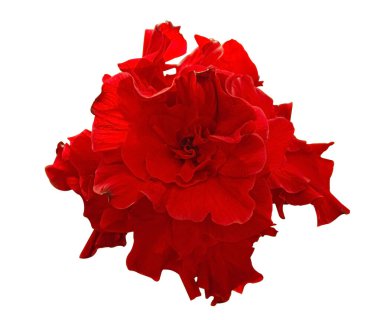 Çift derin Carmine, Hibiscus rosa-sinensis... beyaz arka planda izole edilmiş yeşil amber çiçeği. Kırmızı amber çiçeği ya da kırmızı Çin gülü kesme yolları olan beyaz arka planda izole edilmiş..