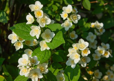 Bahçede, Celinda 'nın güzel beyaz çiçek açan sahte portakallı çiçekleri. Doğal arkaplan.