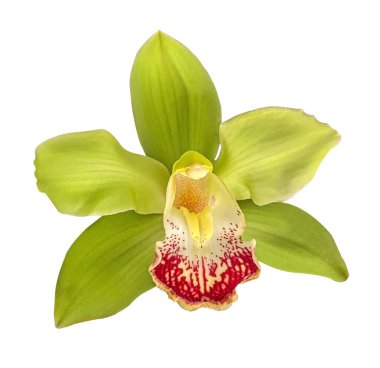 Beyaz Arkaplanda kırpma yolu ile izole edilmiş yeşil Cymbidium Orkide Çiçeği. Kartlar, davetiyeler, posterler için çiçek tasarımı ögesi.